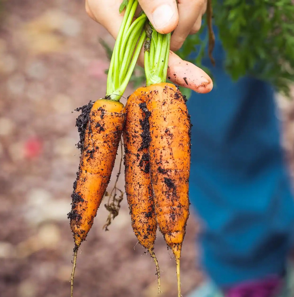 images_legumes_le_petit_marche_pontois