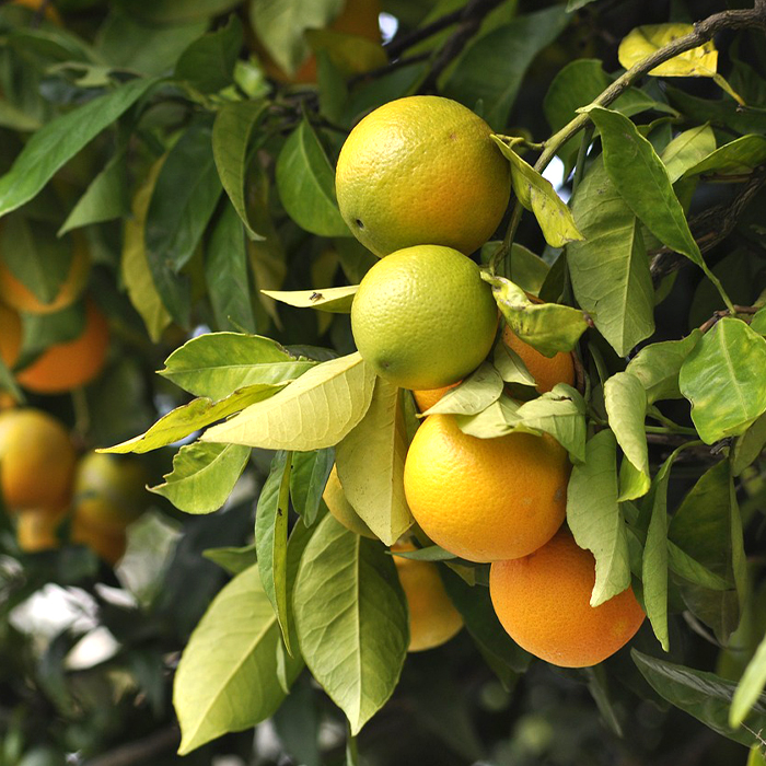 images_fruit_le_petit_marche_pontois